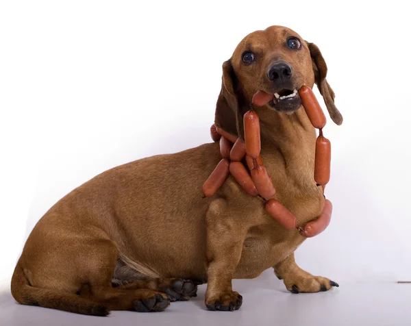 Sausages and a dog — Stock Photo, Image