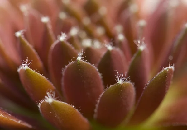 stock image Plant