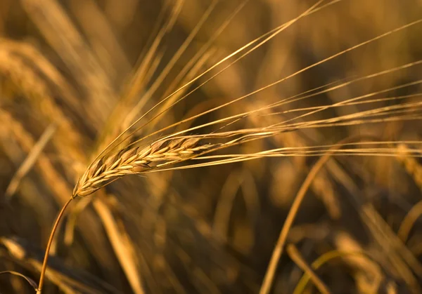 stock image Grain ear on a field