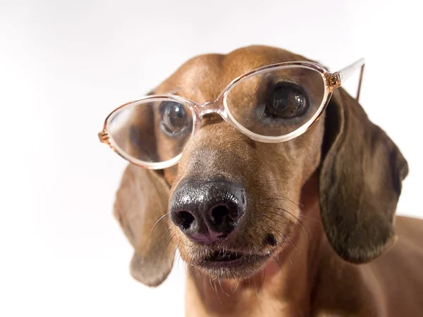 Dog with glasses — Stock Photo, Image