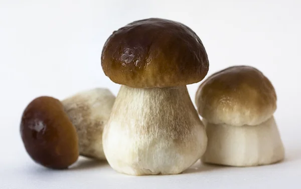 stock image Edible boletus