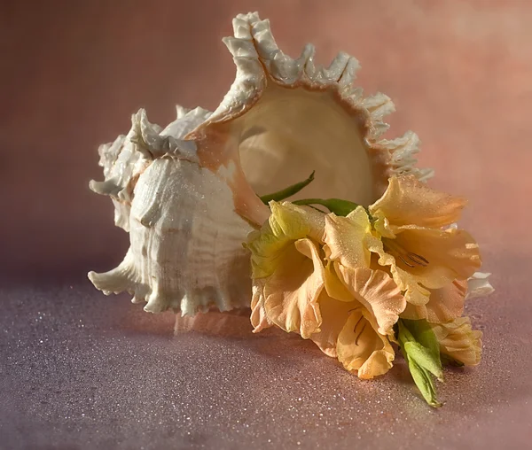 Shell och blomma — Stockfoto