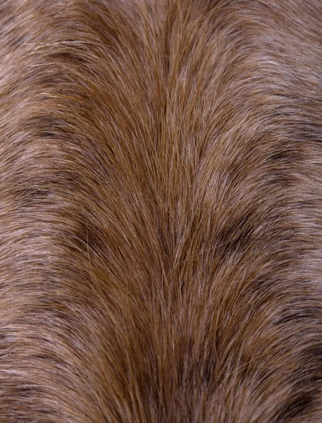 動物性毛皮 — ストック写真