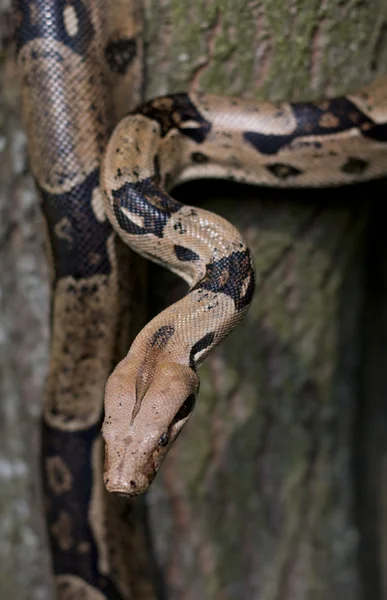 Una serpiente en un árbol — Foto de Stock