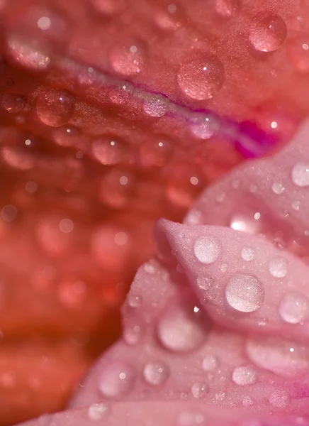 Beautiful pink flower — Stock Photo, Image