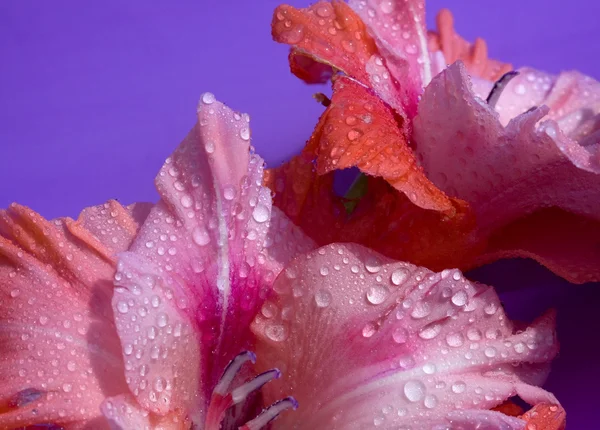 Flor rosa — Fotografia de Stock