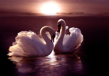 Loving swans forming a heart clipart