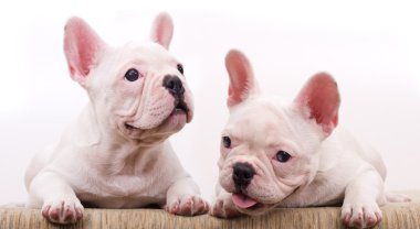 French Bulldog purebred puppy clipart