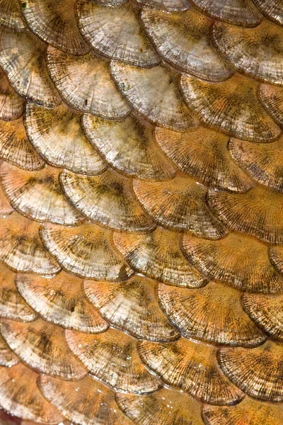 stock image Fish scales