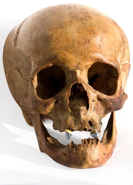 stock image Human skull isolated on white