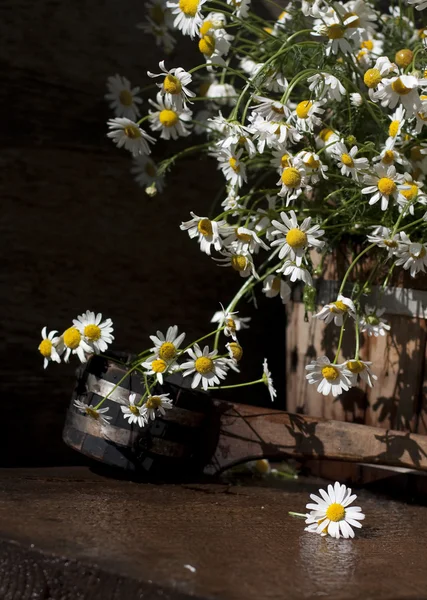 Rumianek stokrotka kwiaty — Zdjęcie stockowe
