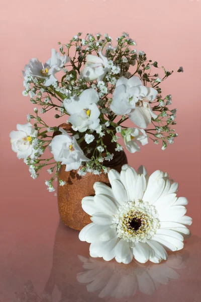 Gerber Bianco e viola nel vaso — Foto Stock