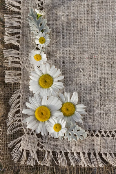 Meadow daisies on a background of linen — Stock Photo, Image