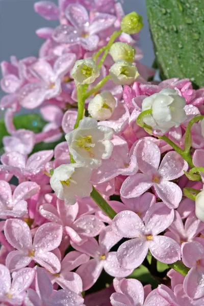 Stock image Lilac