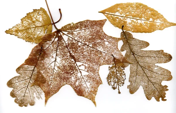 Autumn eaves — Stock Photo, Image