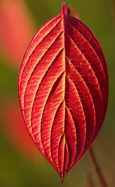 Autumn red leaves — Stock Photo, Image