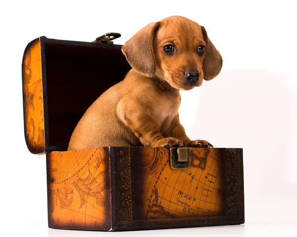 Dachshund puppy — Stock Photo, Image