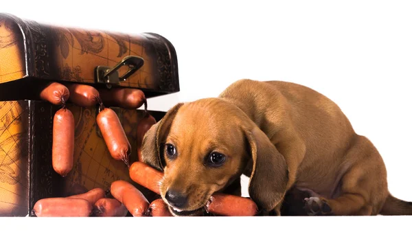 Sosis ve köpek yavrusu dachshund — Stok fotoğraf