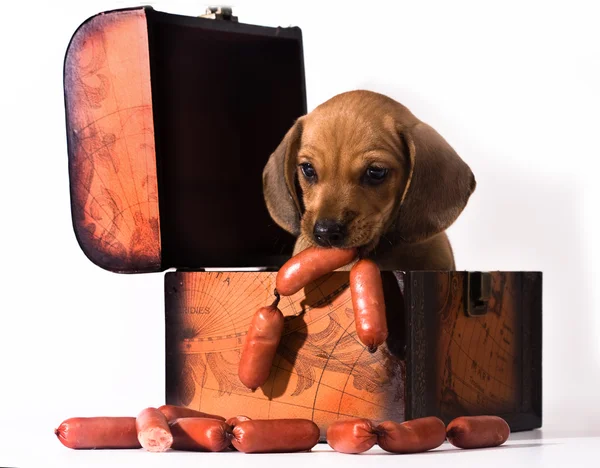 Puppy hiding sausages in the chest — Stock Photo, Image