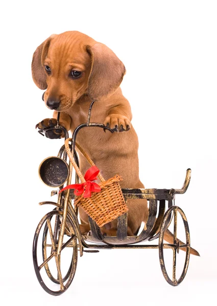 Puppy dachshund — Fotografie, imagine de stoc
