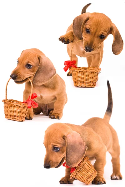 Köpek yavrusu dachshund ve sepeti — Stok fotoğraf