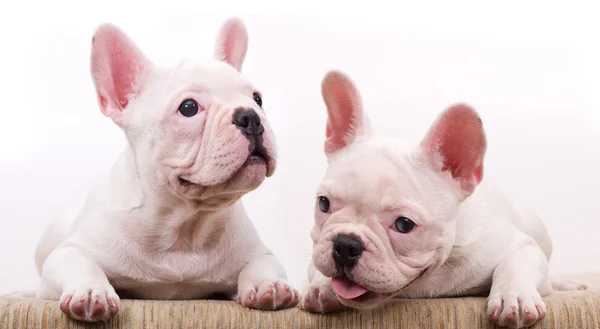 Franse bulldog rasechte pup — Stockfoto