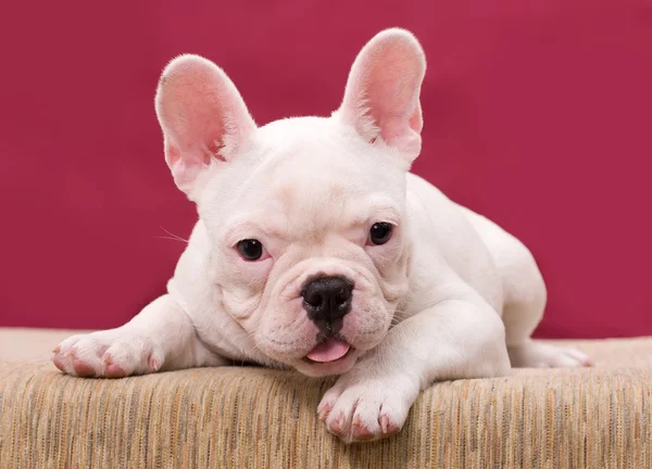 Cachorro de raça pura Bulldog francês — Fotografia de Stock