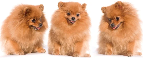 Miniatura Spitz cão de raça pura — Fotografia de Stock