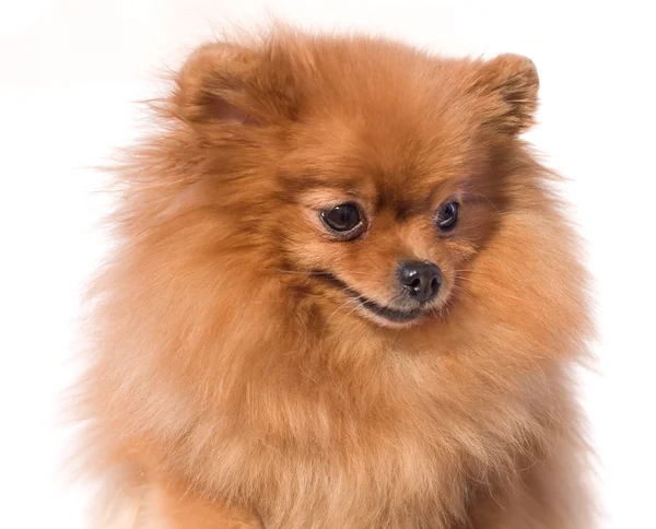 Miniatura Spitz cão de raça pura — Fotografia de Stock