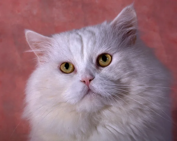 Кот на розовом фоне — стоковое фото