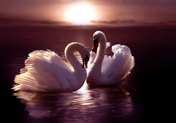 Cisnes amorosos formando un corazón Fotos de stock libres de derechos