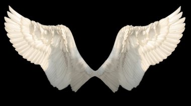 Two wings clipart