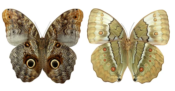 Цветная бабочка — стоковое фото