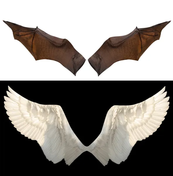 Dvě křídla — Stock fotografie