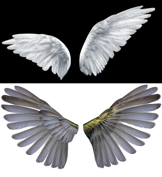 Dwa skrzydła — Zdjęcie stockowe