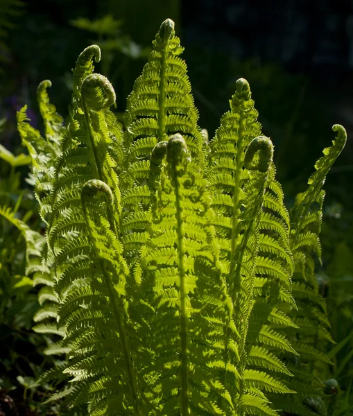 Grass green fern, — Stock Photo, Image
