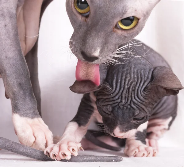 Yavru kedi Sfenks çıplak — Stok fotoğraf