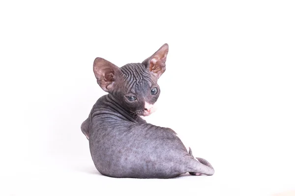 Kitten sphinx naakte — Stockfoto