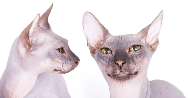 Кошачий сфинкс голый — стоковое фото