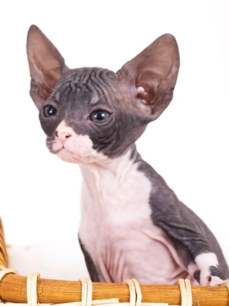 Кошачий сфинкс голый — стоковое фото