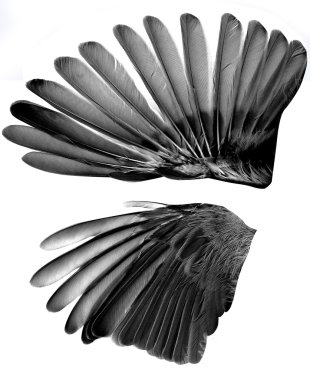 Two wings isolated on white background clipart