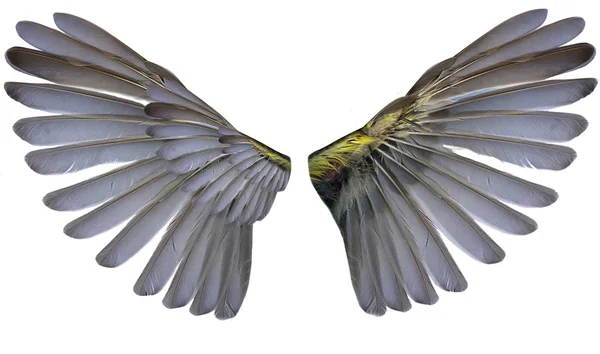 Два крыла — стоковое фото