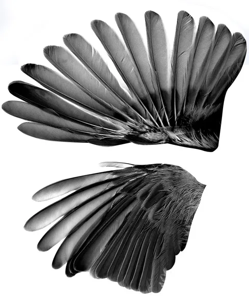 Zwei Flügel isoliert auf weißem Hintergrund — Stockfoto