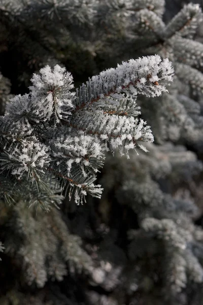 雪の下のマツ木の枝 — ストック写真