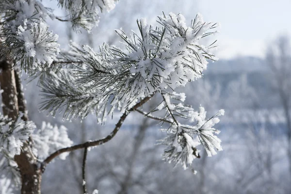Макро сосновой ветви под снегом — стоковое фото