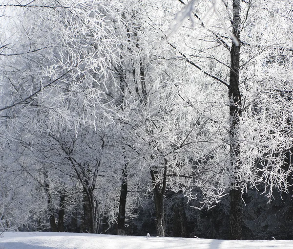 Äste eines Baumes im Frost — Stockfoto