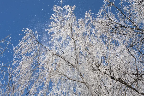 霜で木の枝 — ストック写真