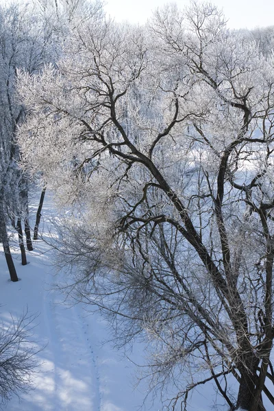 Зимний пейзаж с морозом — стоковое фото