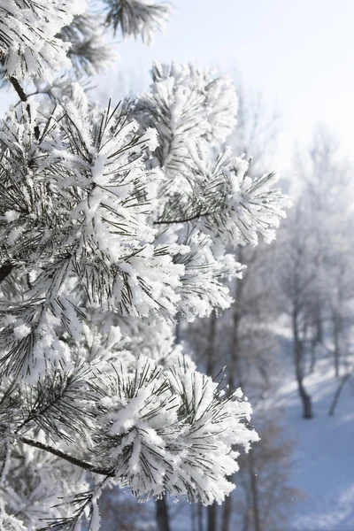 Primo piano del ramo di pino sotto la neve — Foto Stock
