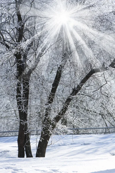 Paisagem de inverno com geada — Fotografia de Stock
